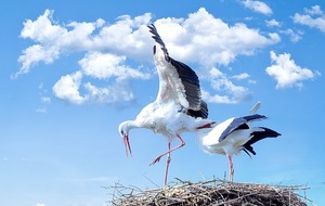 Objectif Parc naturel des marais du cotentin